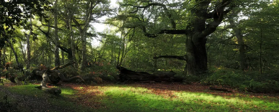 Woodland Clearing